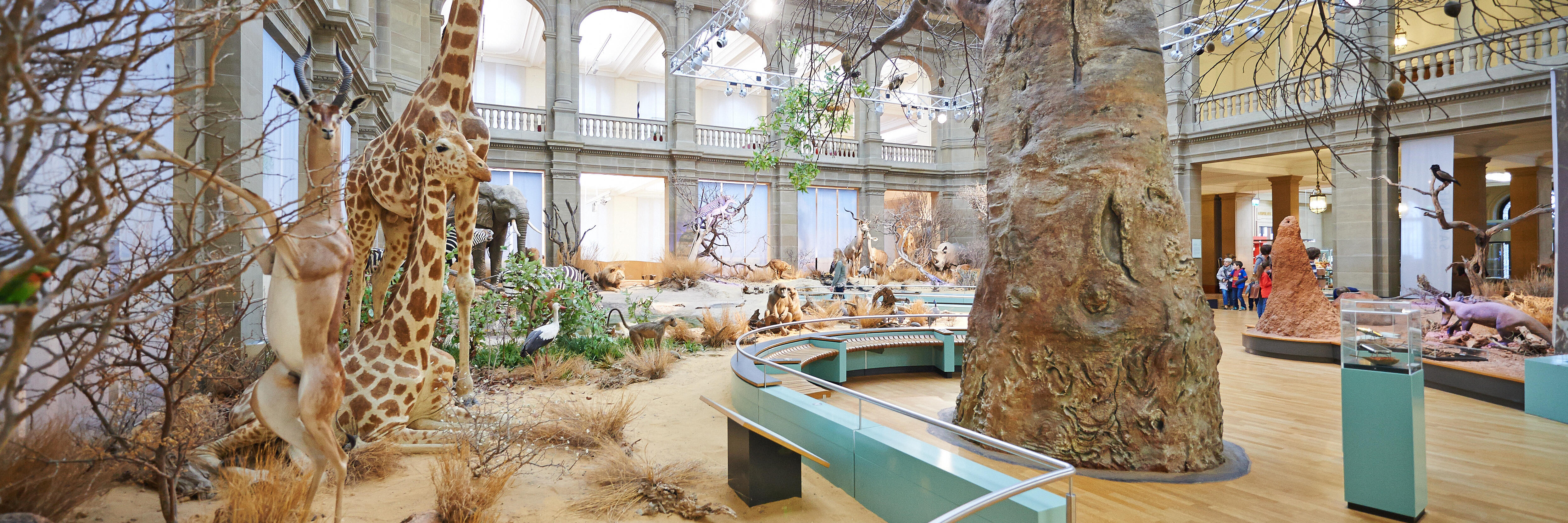 Ein Bild der Savannenausstellung von Museum König.