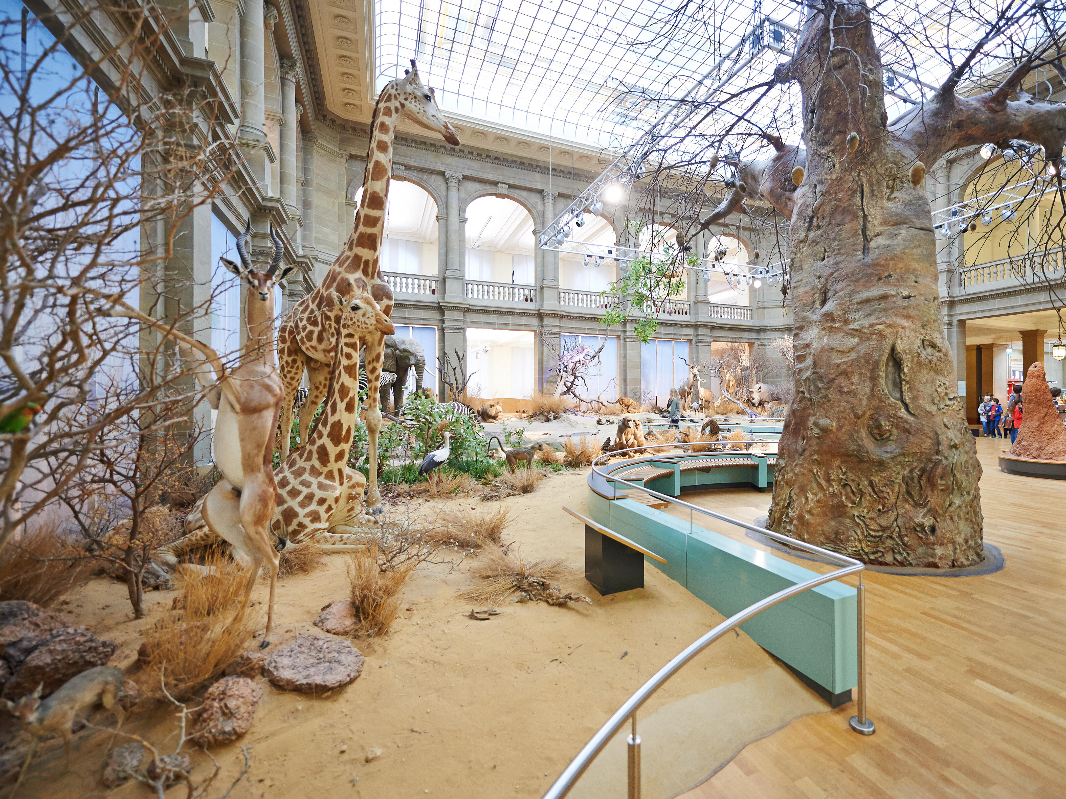 Ein Bild der Savannenausstellung von Museum König.