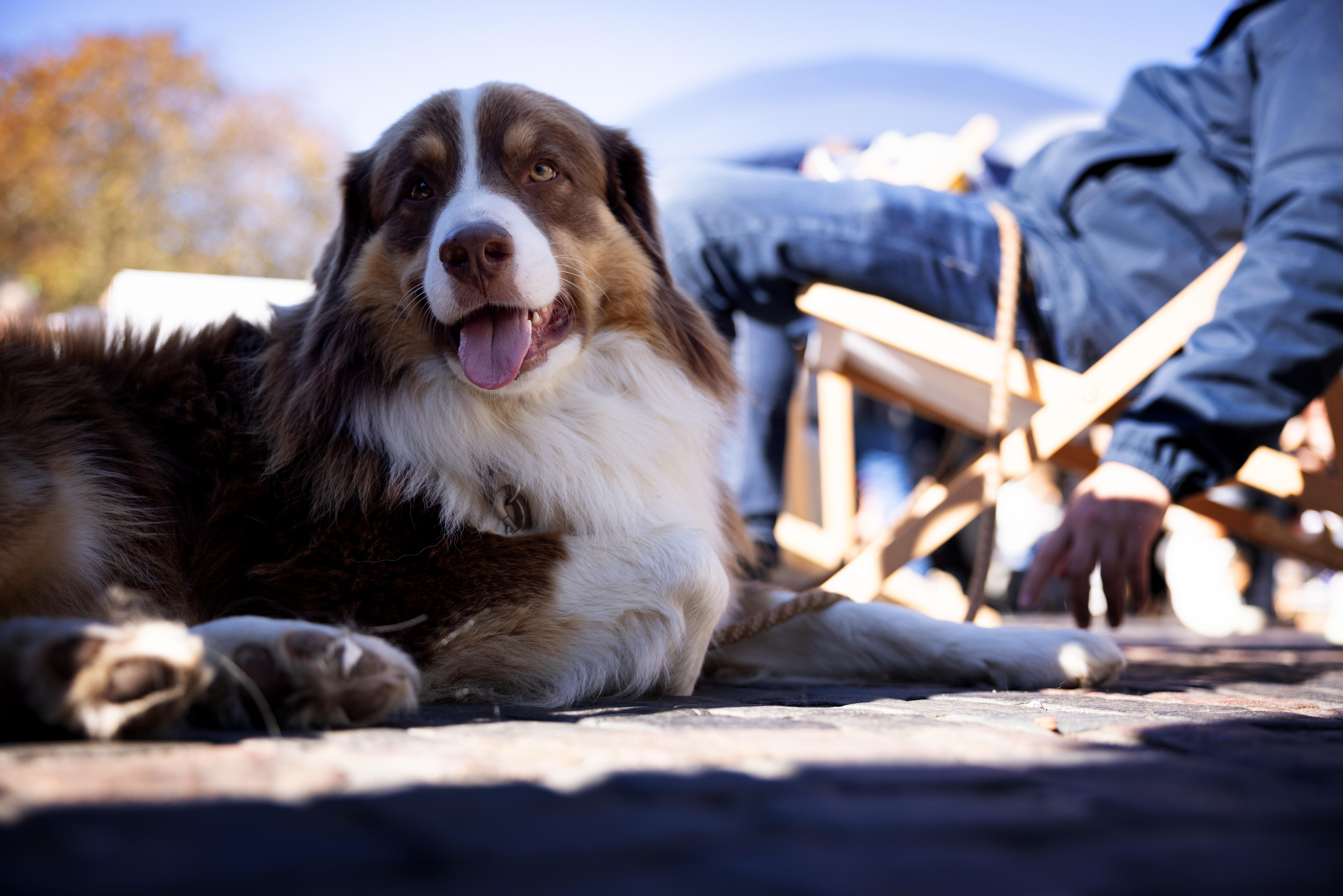 Ein Hund liegt vor dem Kuppelzelt auf dem Münsterplatz